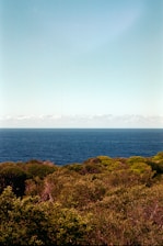 A vibrant landscape of Costa Rica featuring lush greenery and a clear blue sky.