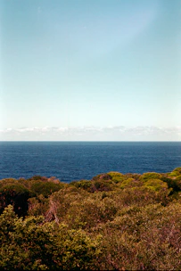 Close-up of vibrant tropical foliage with distant ocean horizon.