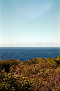 A vibrant green landscape with a clear blue sky.