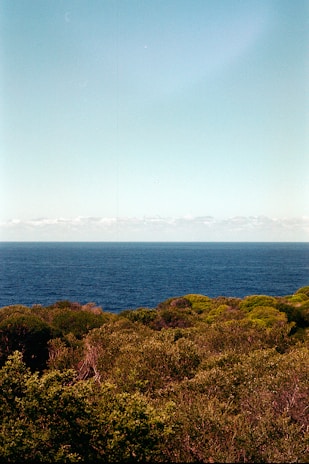 A vibrant green landscape with a clear blue sky.