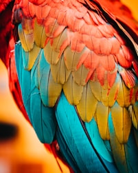 red-blue-and-turquoise-green-parrot-feather-design