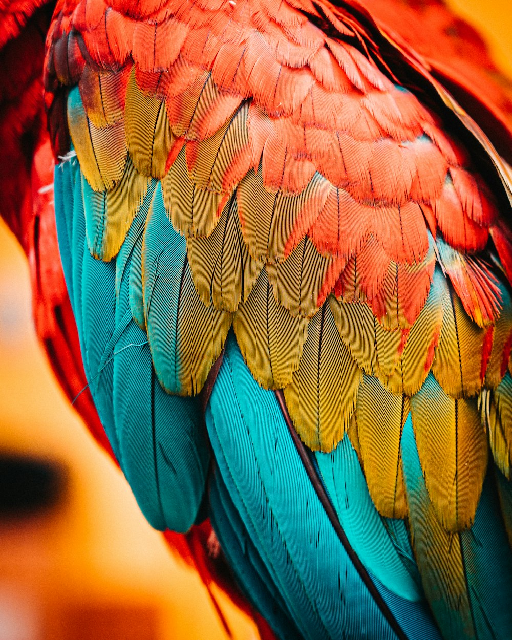 plume d’oiseau rouge, bleu et vert