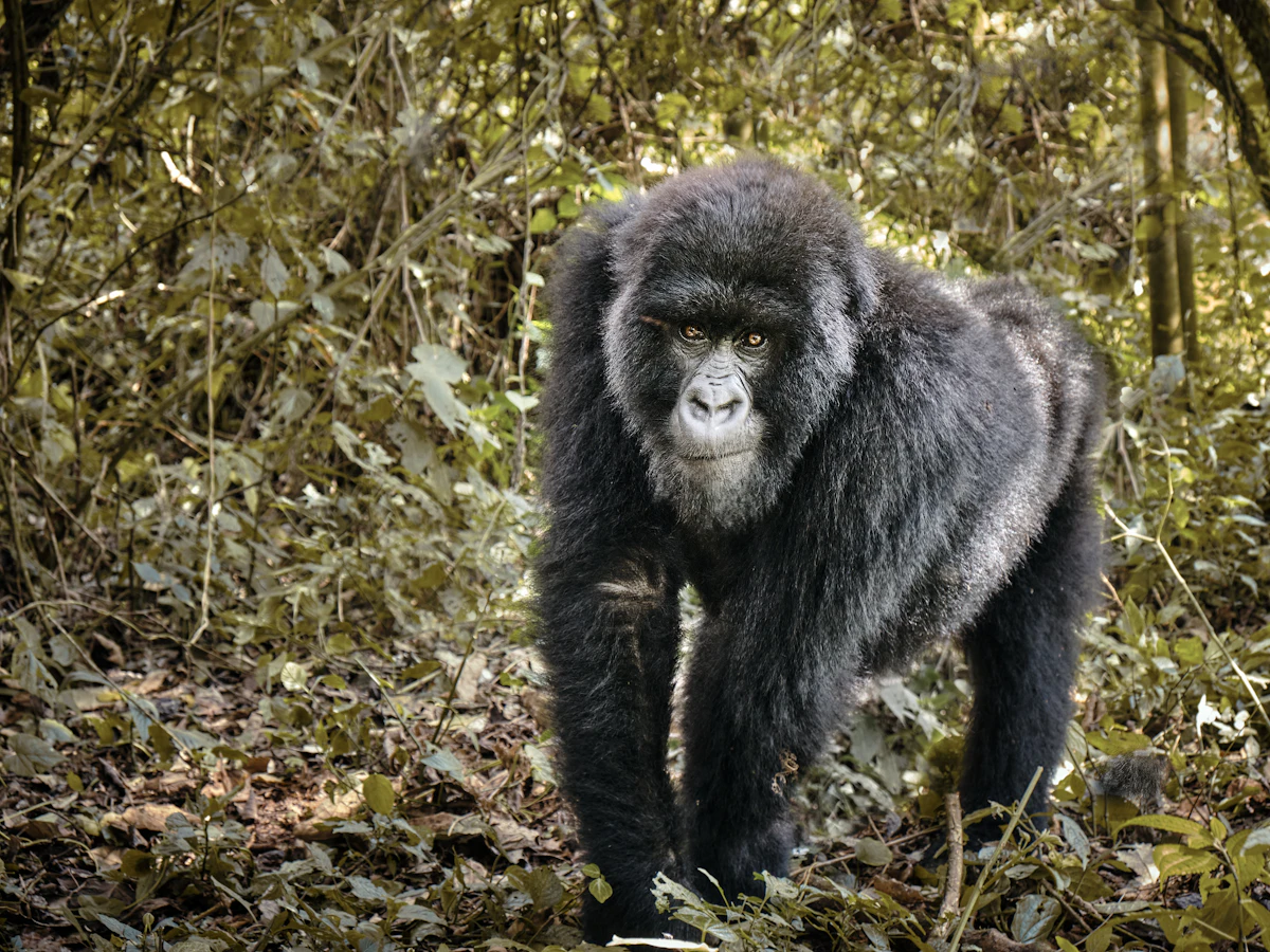 A young mountain gorilla walking towards the camera through dense undergrowth in the Virunga forest