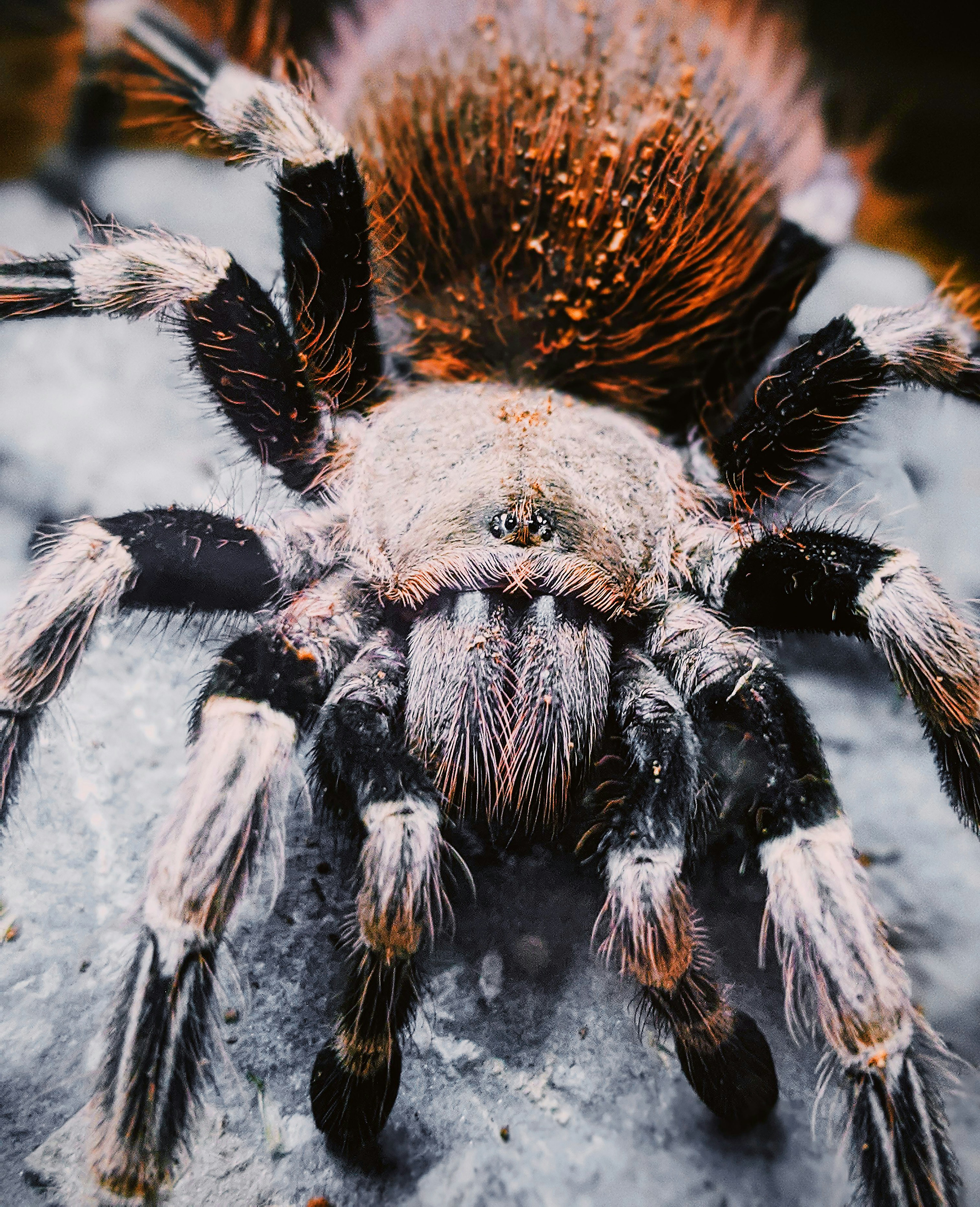 How Do I Prevent And Treat Mites In A Tarantula Enclosure?