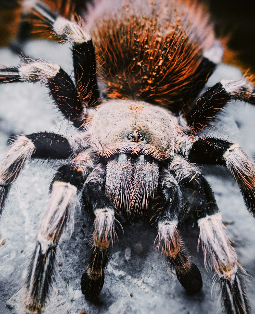 Schwarze und braune Vogelspinne auf grauer Oberfläche