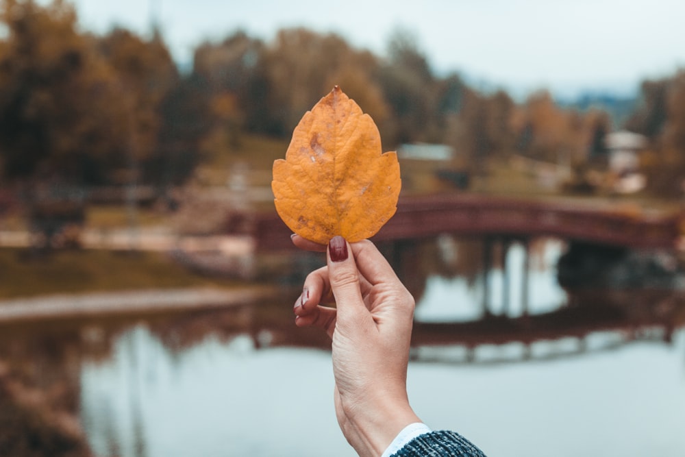 person holding brown leaf during daytime