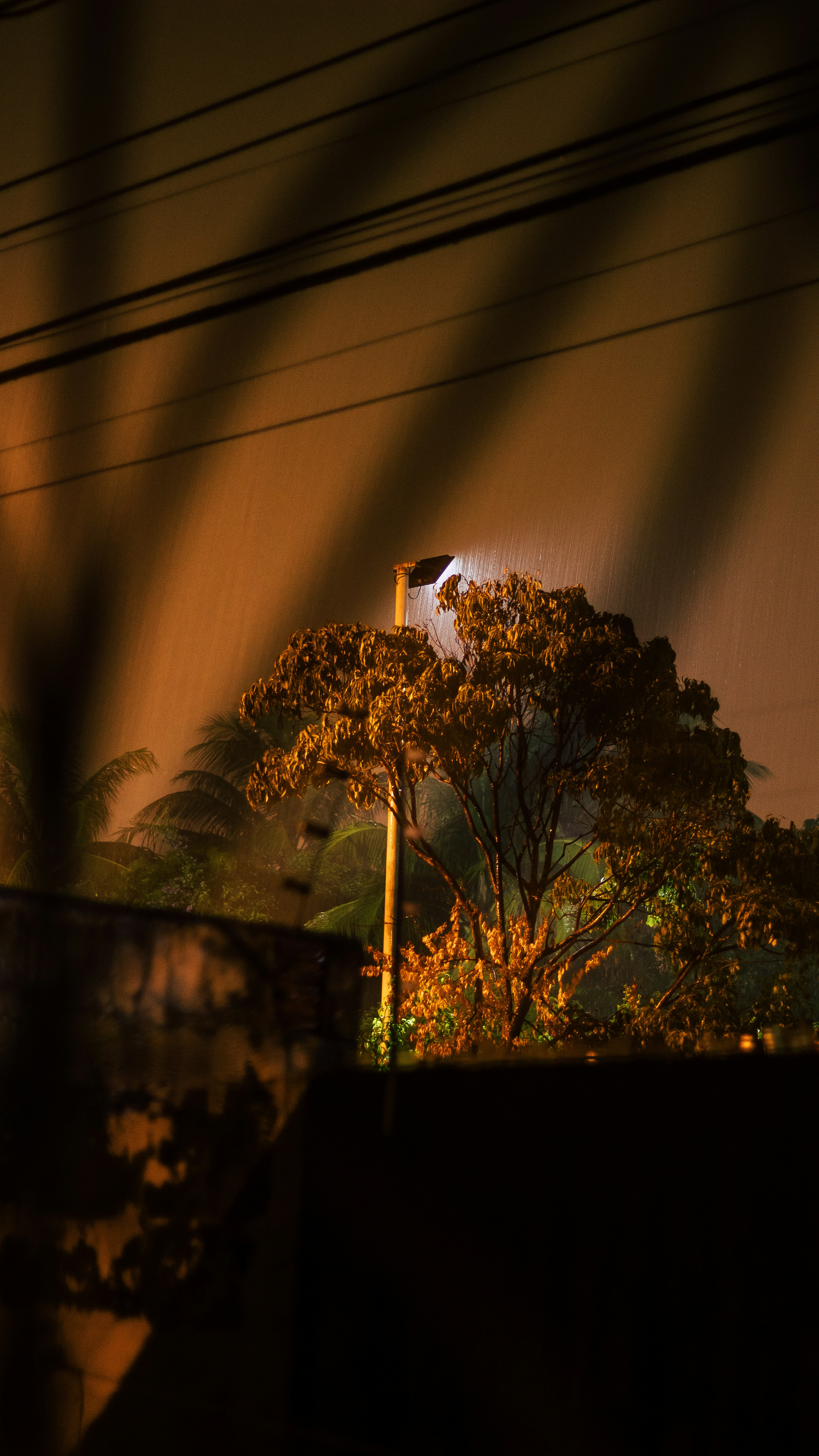 árvore verde perto da parede marrom