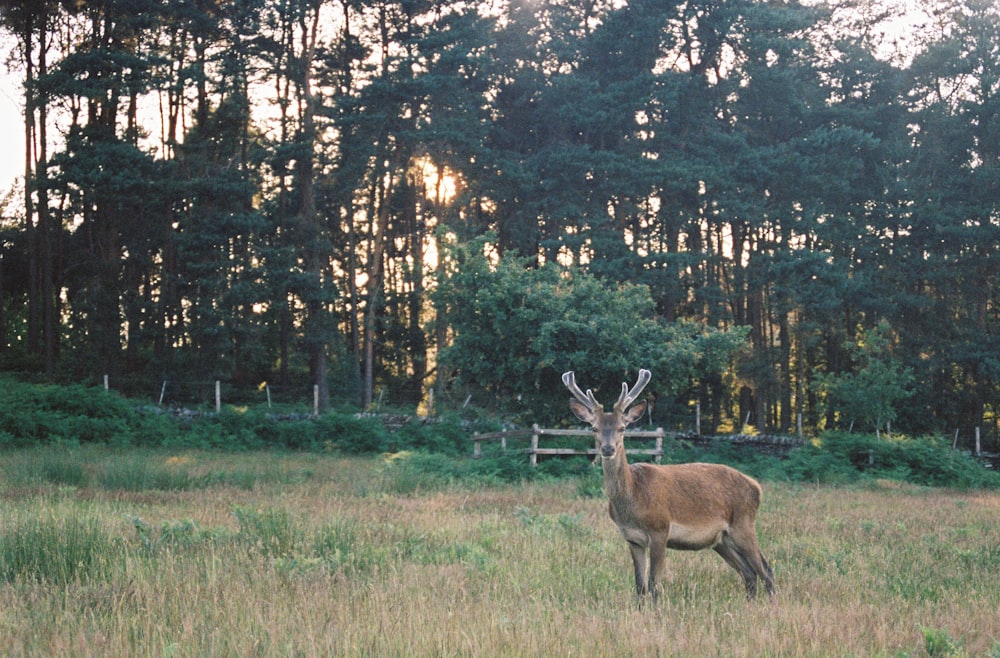 brown deer on green grass field during daytime