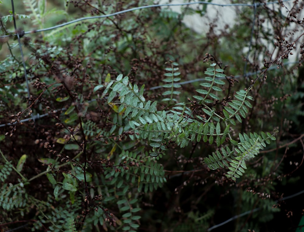 green fern plant during daytime