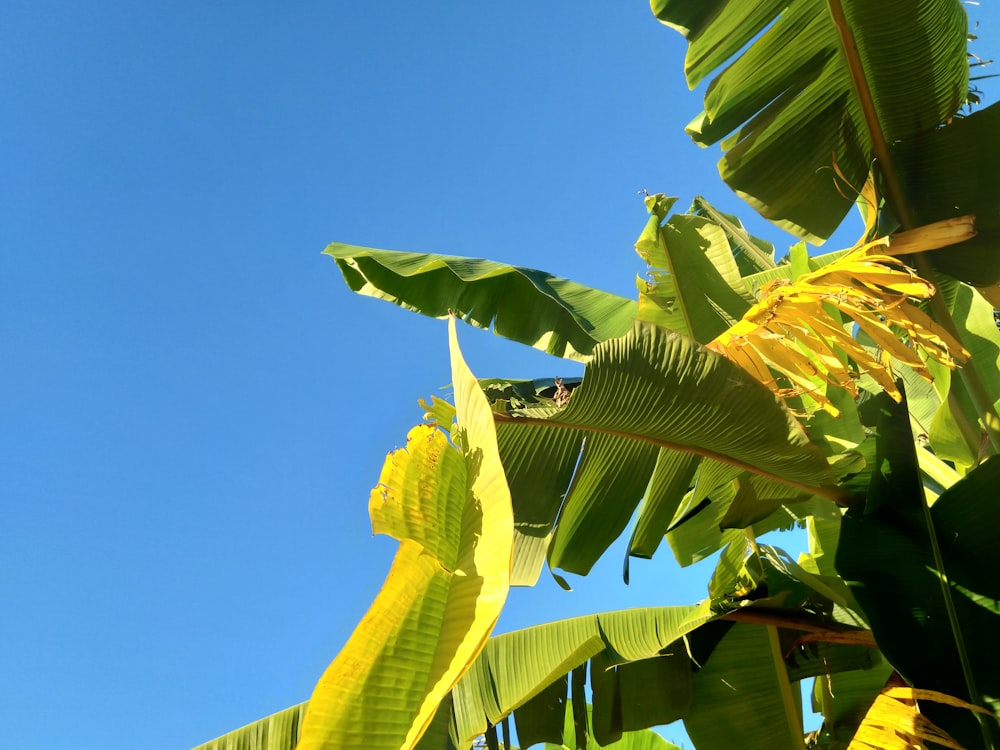 green banana tree under blue sky during daytime