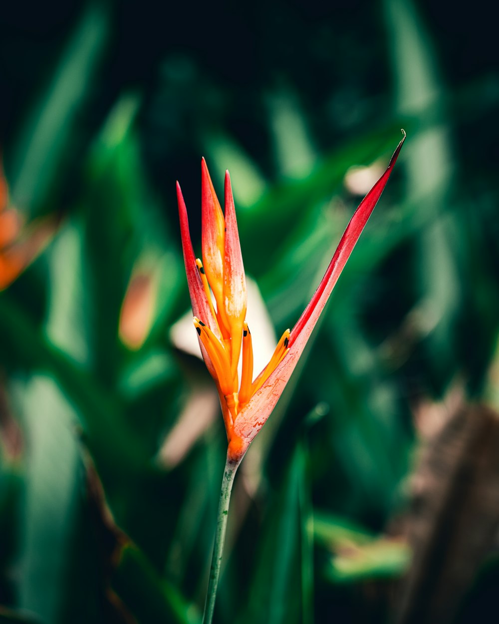 orangefarbene und gelbe Blume im Tilt-Shift-Objektiv