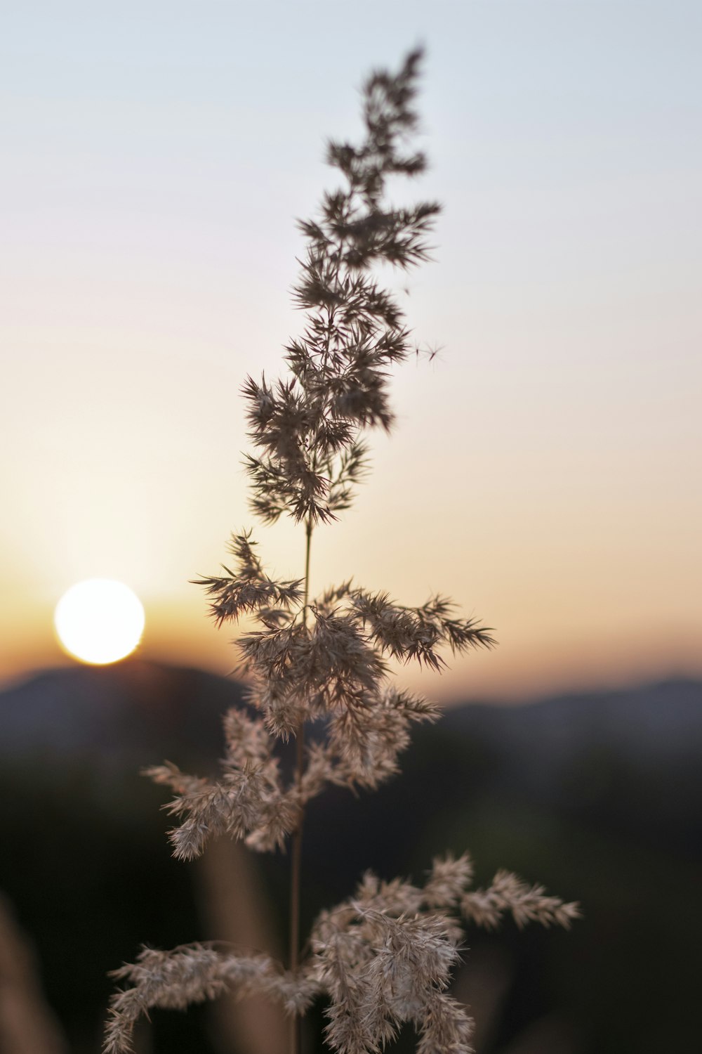 green pine tree during sunset