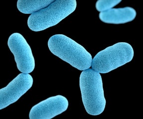 List of commercial bacteria