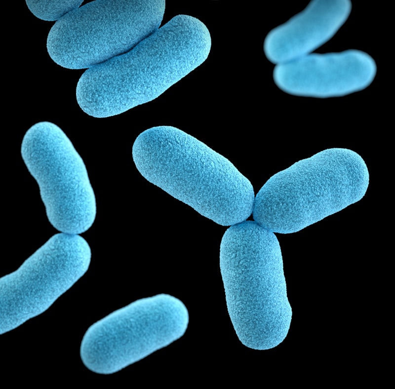 Bacillus subtilis
