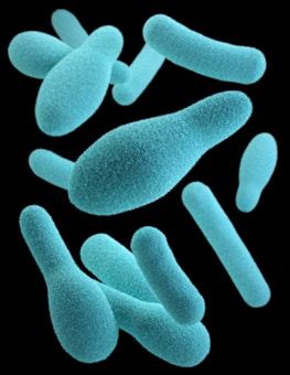 A collection of blue-green, rod-shaped bacteria appears to be floating against a black background. The bacteria have a textured surface that gives them a unique, almost fuzzy appearance.
