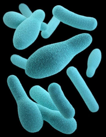 A collection of blue-green, rod-shaped bacteria appears to be floating against a black background. The bacteria have a textured surface that gives them a unique, almost fuzzy appearance.