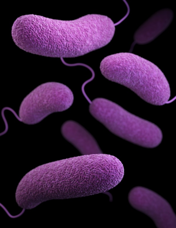 This illustration depicts a three-dimensional (3D), computer-generated image of a number of oblong-shaped, Vibrio parahaemolyticus bacteria. The artistic recreation was based upon scanning electron microscopic (SEM) imagery. See PHIL 21922, for another view of these microbes.by CDC