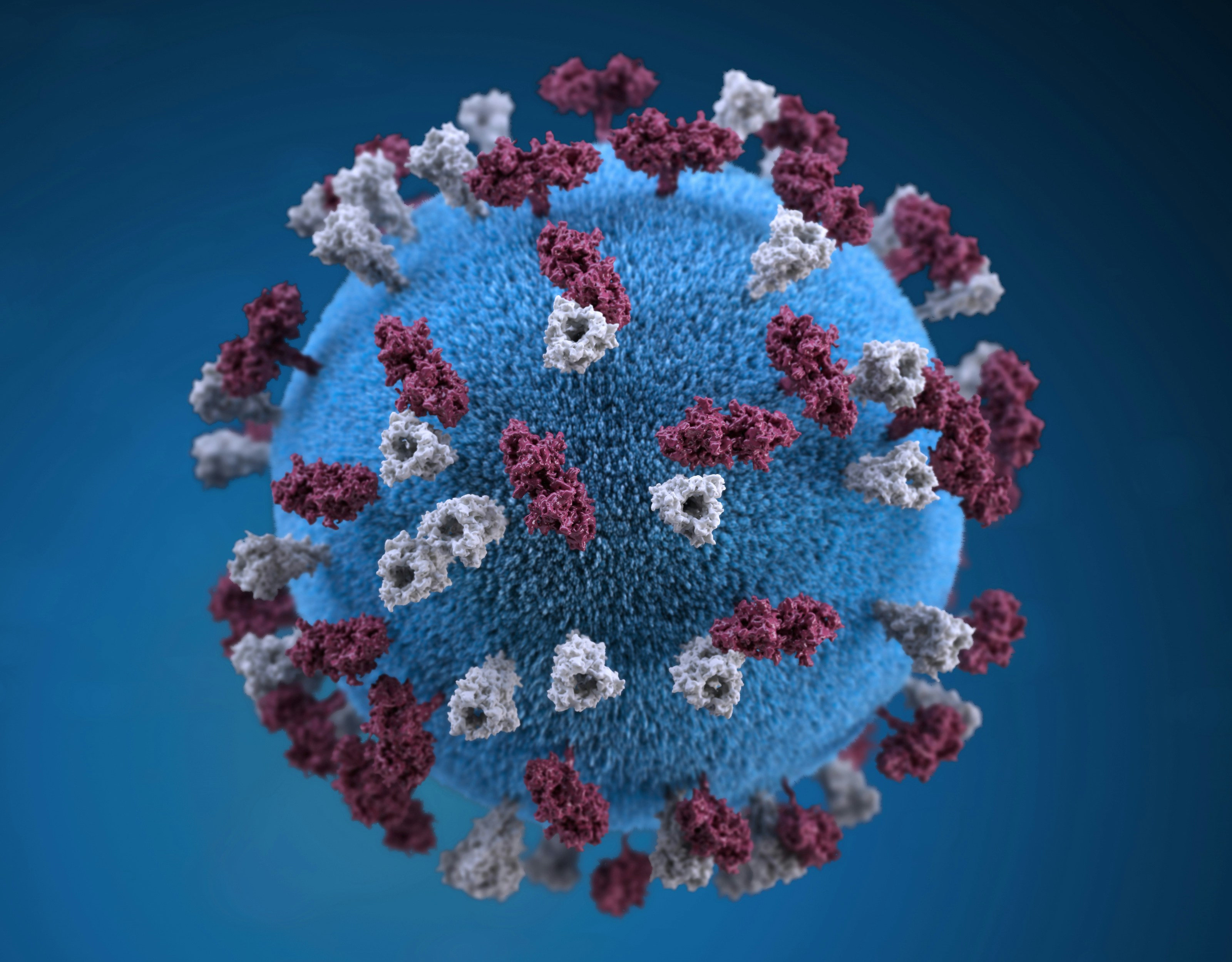 This illustration provided a 3D graphic representation of a spherical-shaped, measles virus particle, that was studded with glycoprotein tubercles. Those tubercular studs colorized maroon, are known as H-proteins (hemagglutinin), while those colorized gray, represented what are referred to as F-proteins (fusion). The F-protein is responsible for fusion of the virus and host cell membranes, viral penetration, and hemolysis. The H-protein is responsible for the binding of virions to cells. Both types of proteinaceous studs are embedded in the particle envelope’s lipid bilayer.