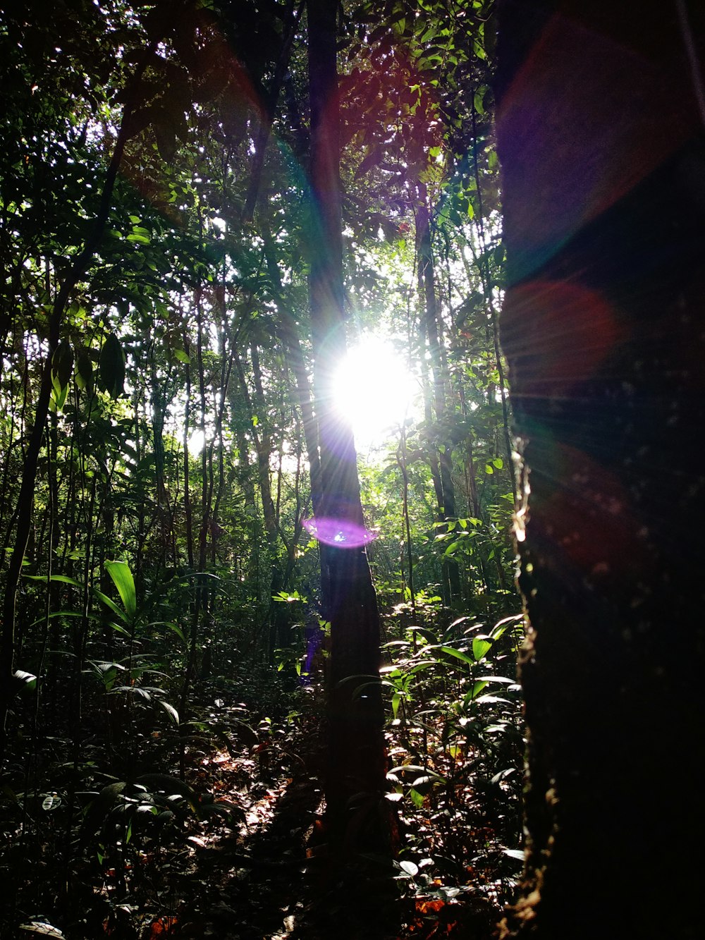 sun rays coming through green leaves