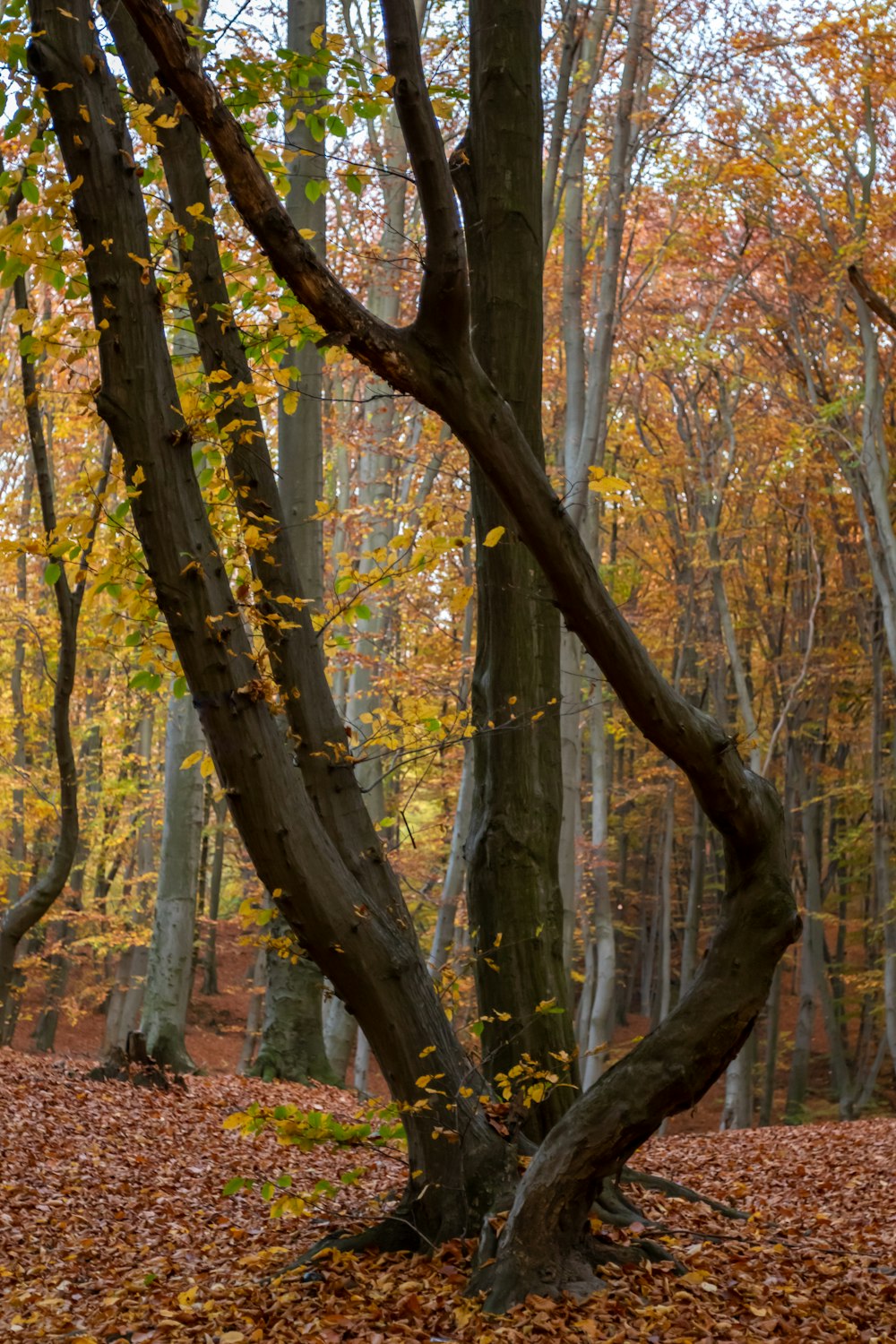 brown trees with brown leaves during daytime