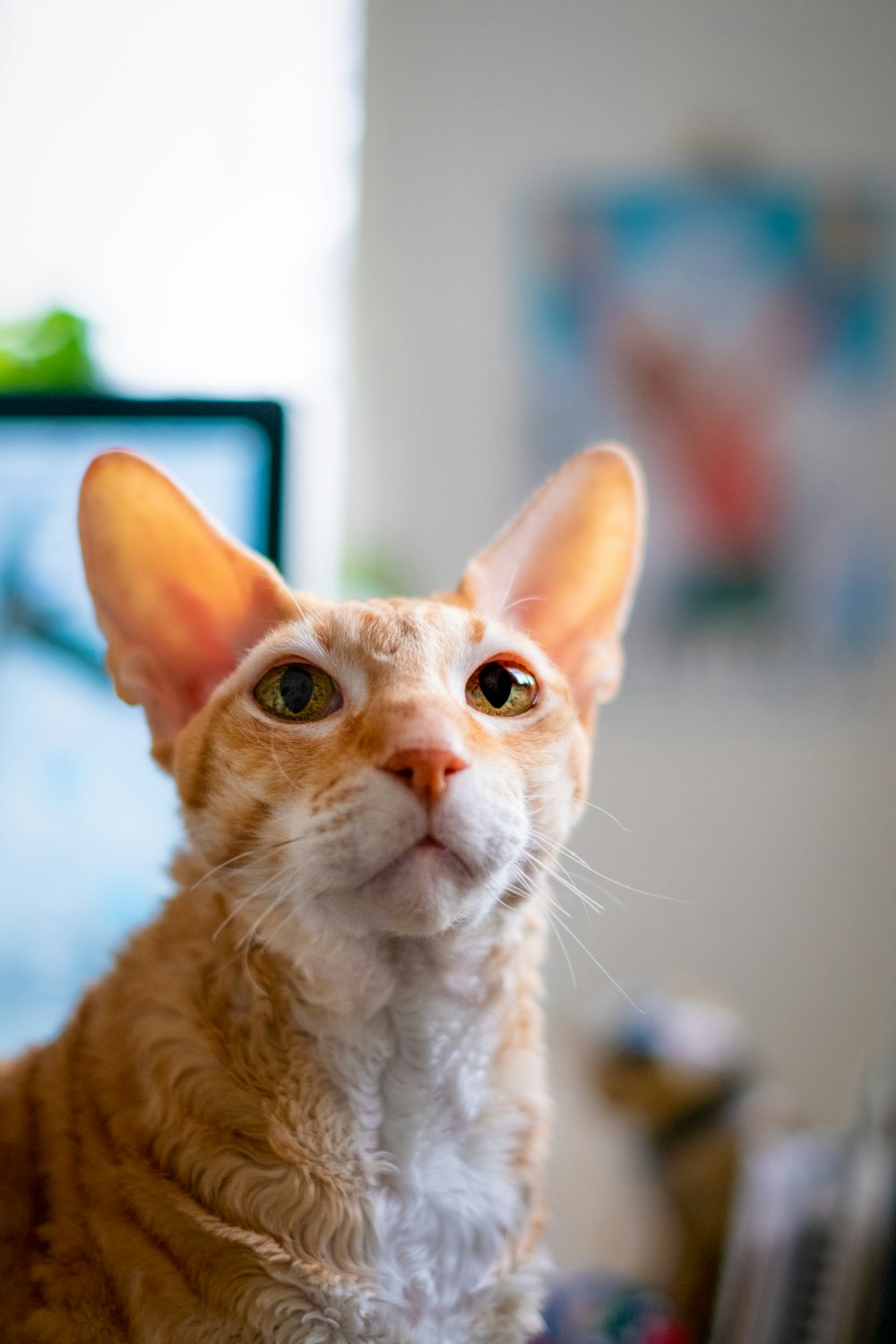 Gatto soriano arancione con lente decentrabile