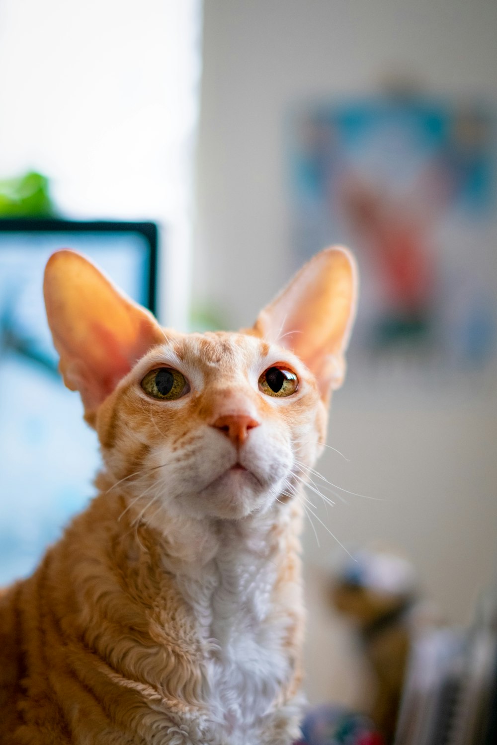 orange tabby cat in tilt shift lens