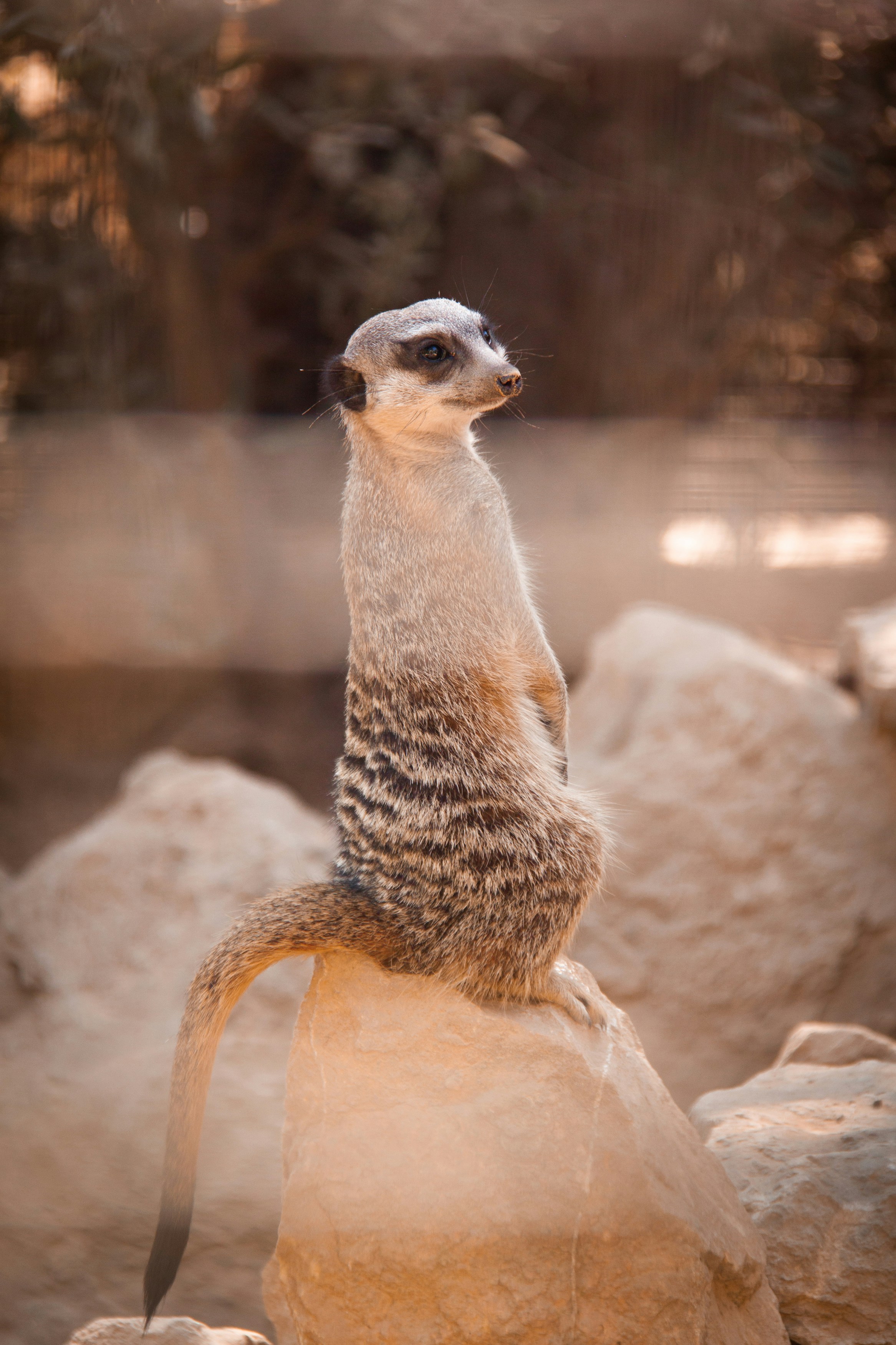 brown and white animal on brown rock during daytime
