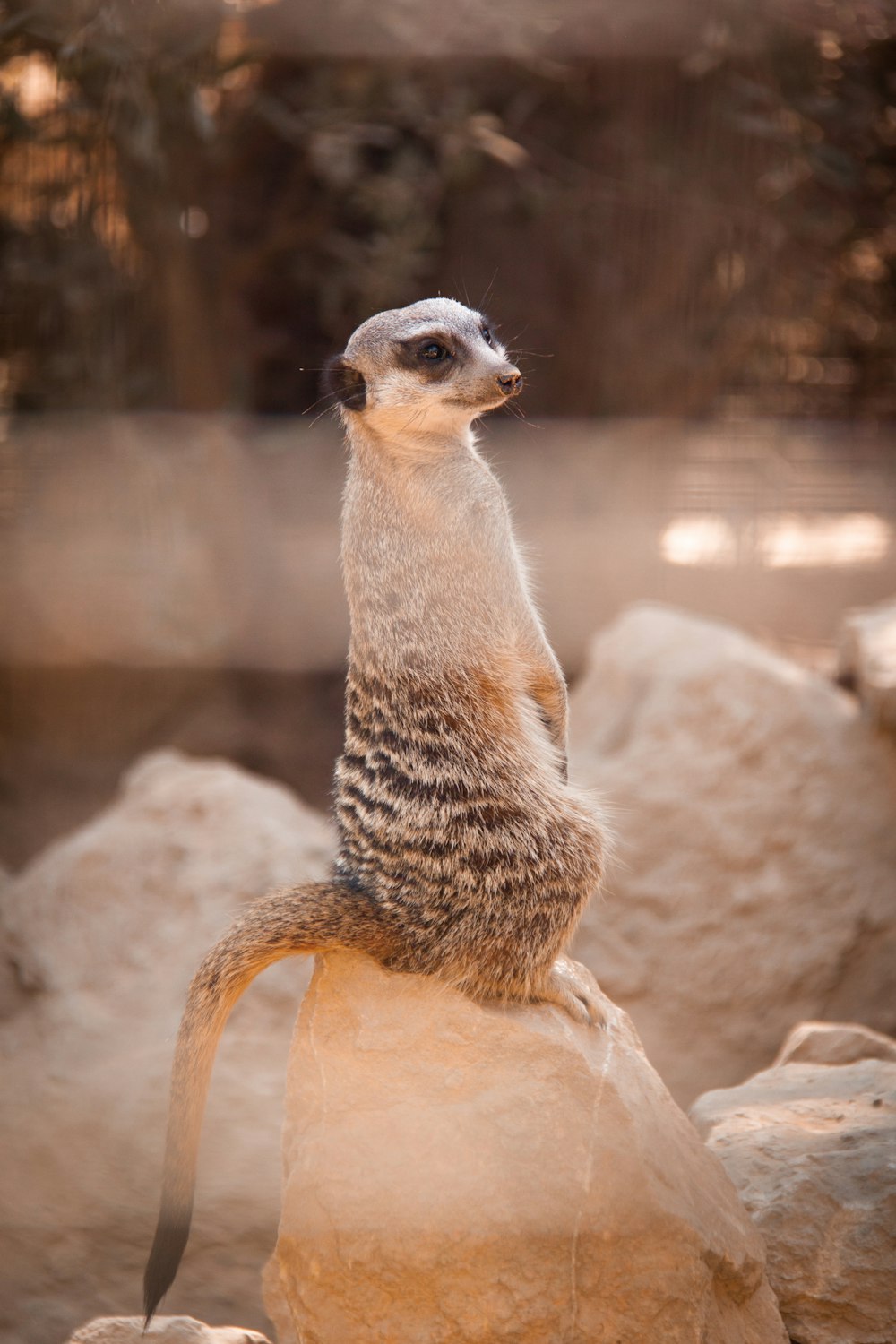 brown and white animal on brown rock during daytime