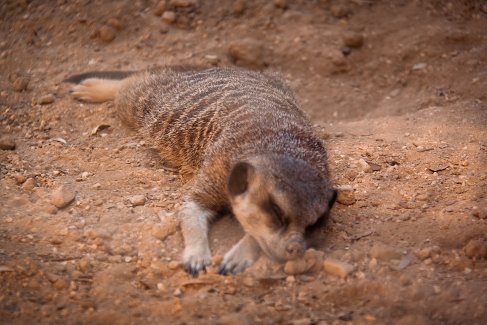 brown and white animal on brown sand during daytime