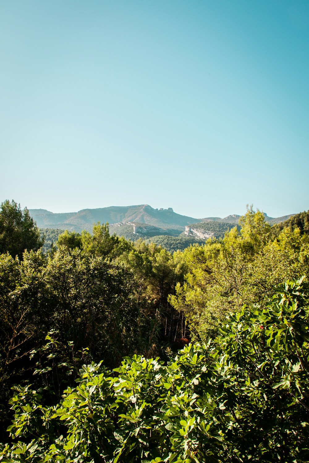 green trees on mountain under blue sky during daytime