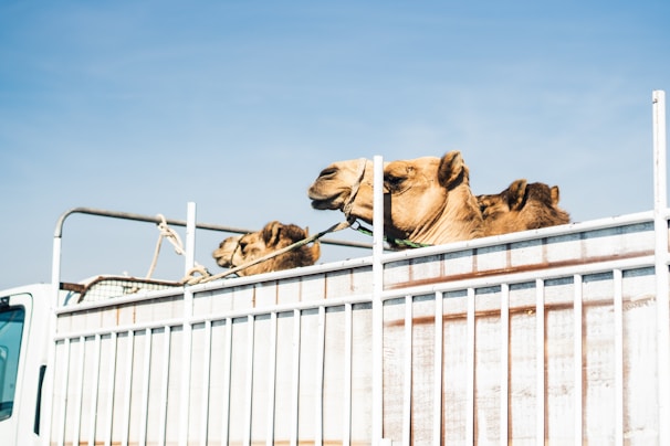 A group of camels are being transported in the back of a large open vehicle or truck, with a metal railing surrounding the rear. The sky is clear and blue, suggesting a sunny day.