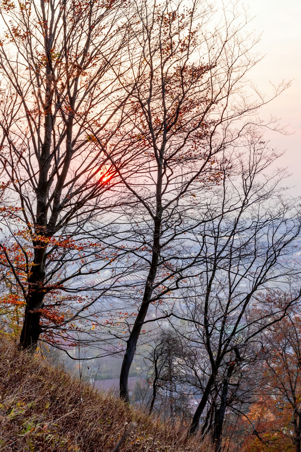 bare trees near body of water during daytime