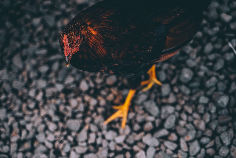 brown and black chicken on gray and white floor