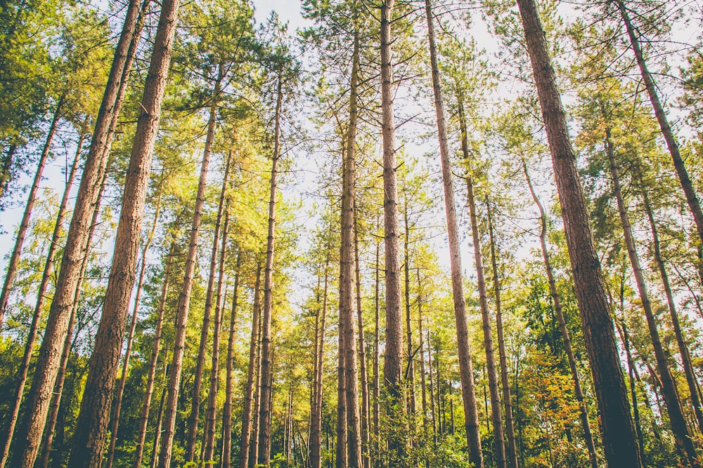 low angle photography of green trees during daytime