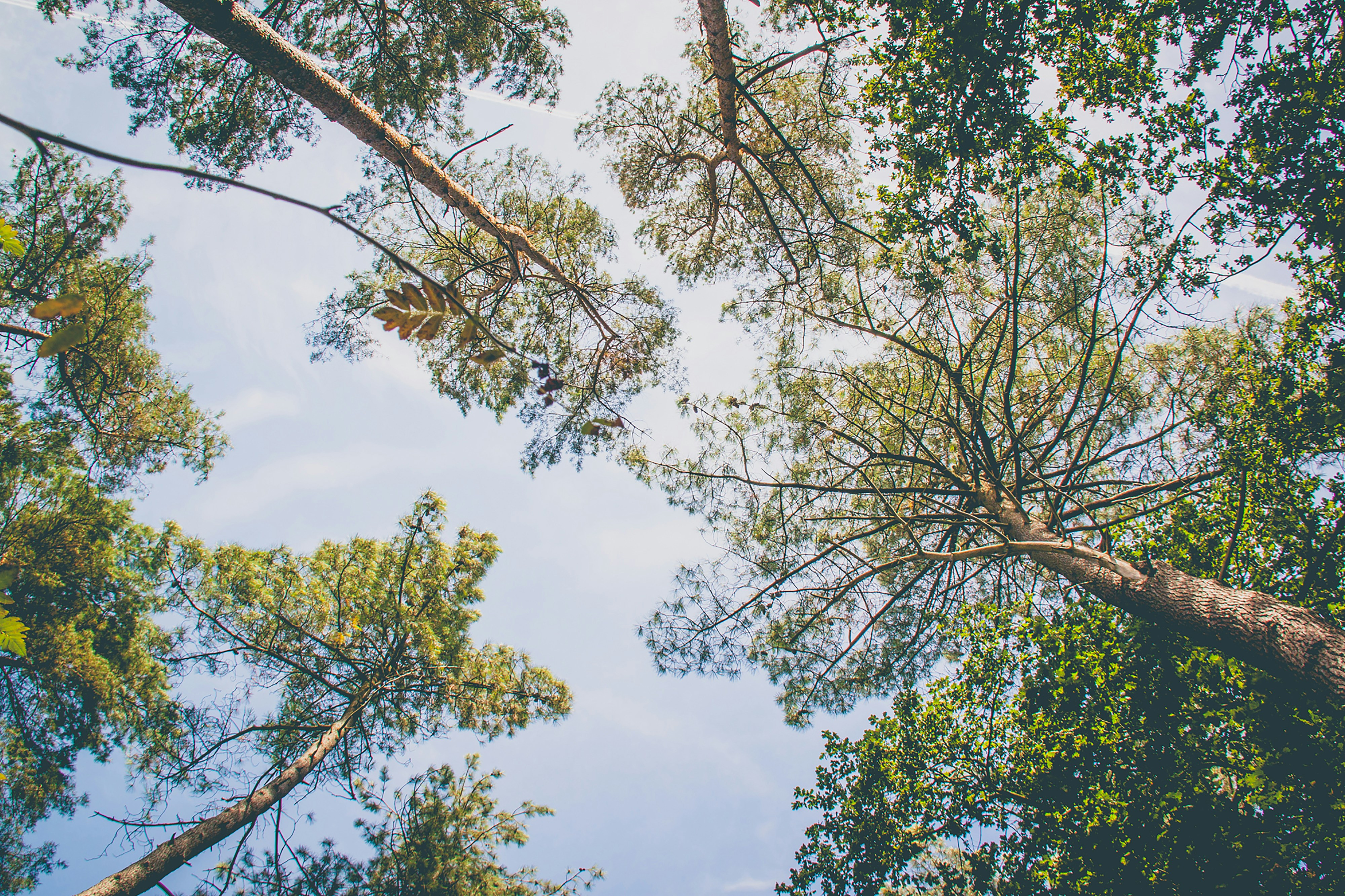 green leaf tree under blue sky during daytime