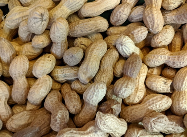 Fresh peanuts still in their shells spread out on a rustic wooden table.