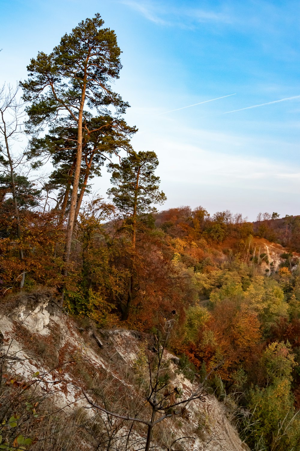 green and brown trees on hill under blue sky during daytime