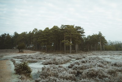 green trees on snow covered ground during daytime frosty google meet background