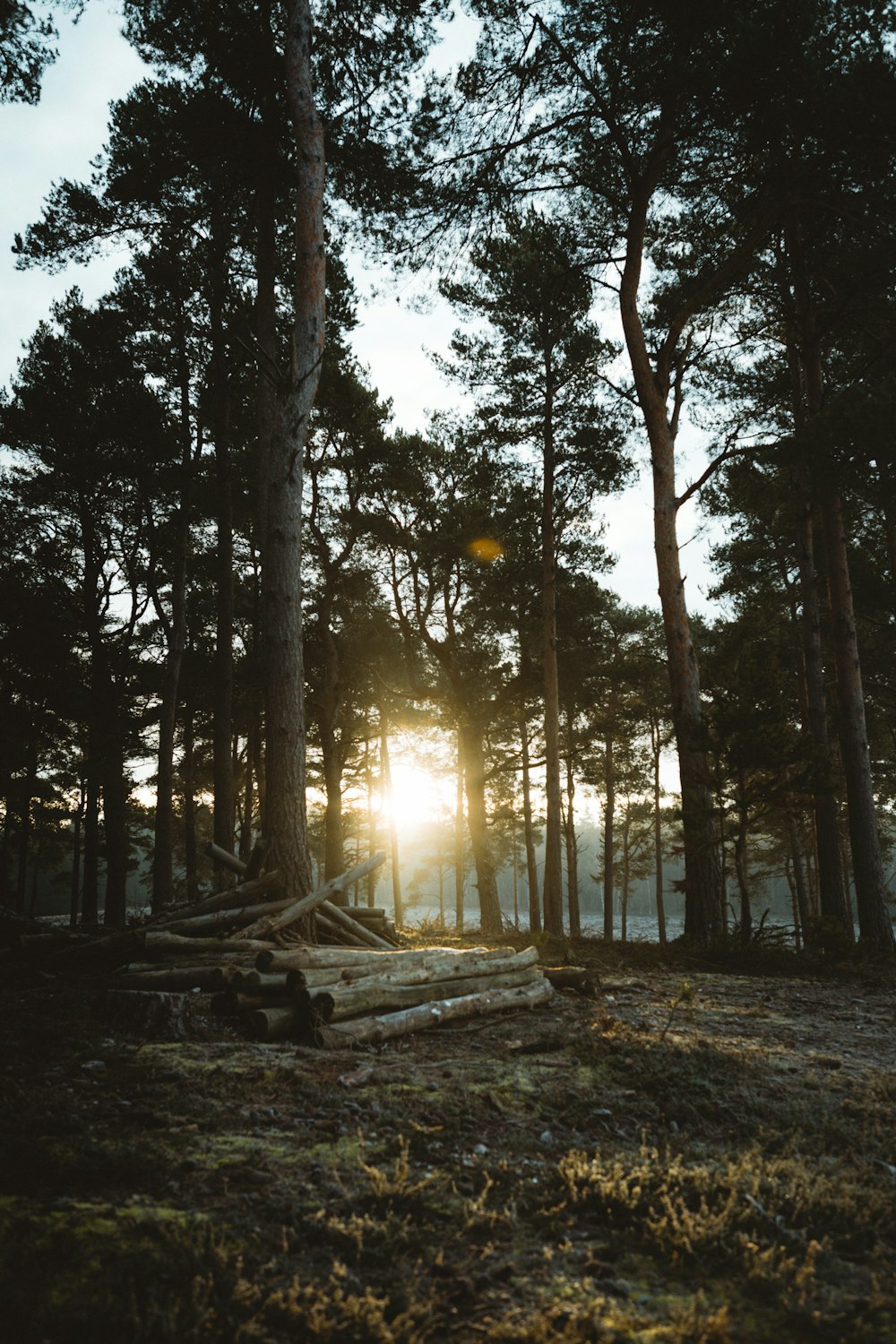 alberi marroni sulla foresta durante il giorno