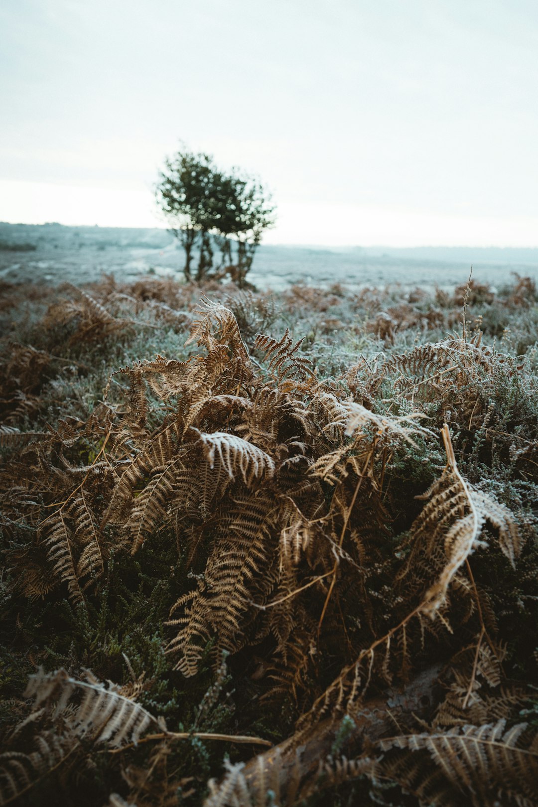 Ecoregion photo spot New Forest National Park Dorset