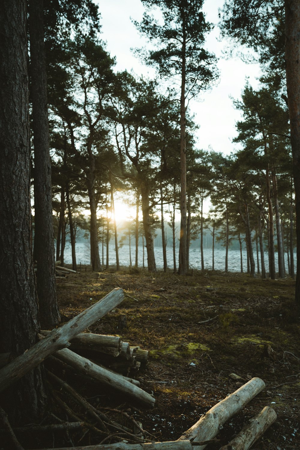 Arbres bruns sur un champ d’herbe verte pendant la journée