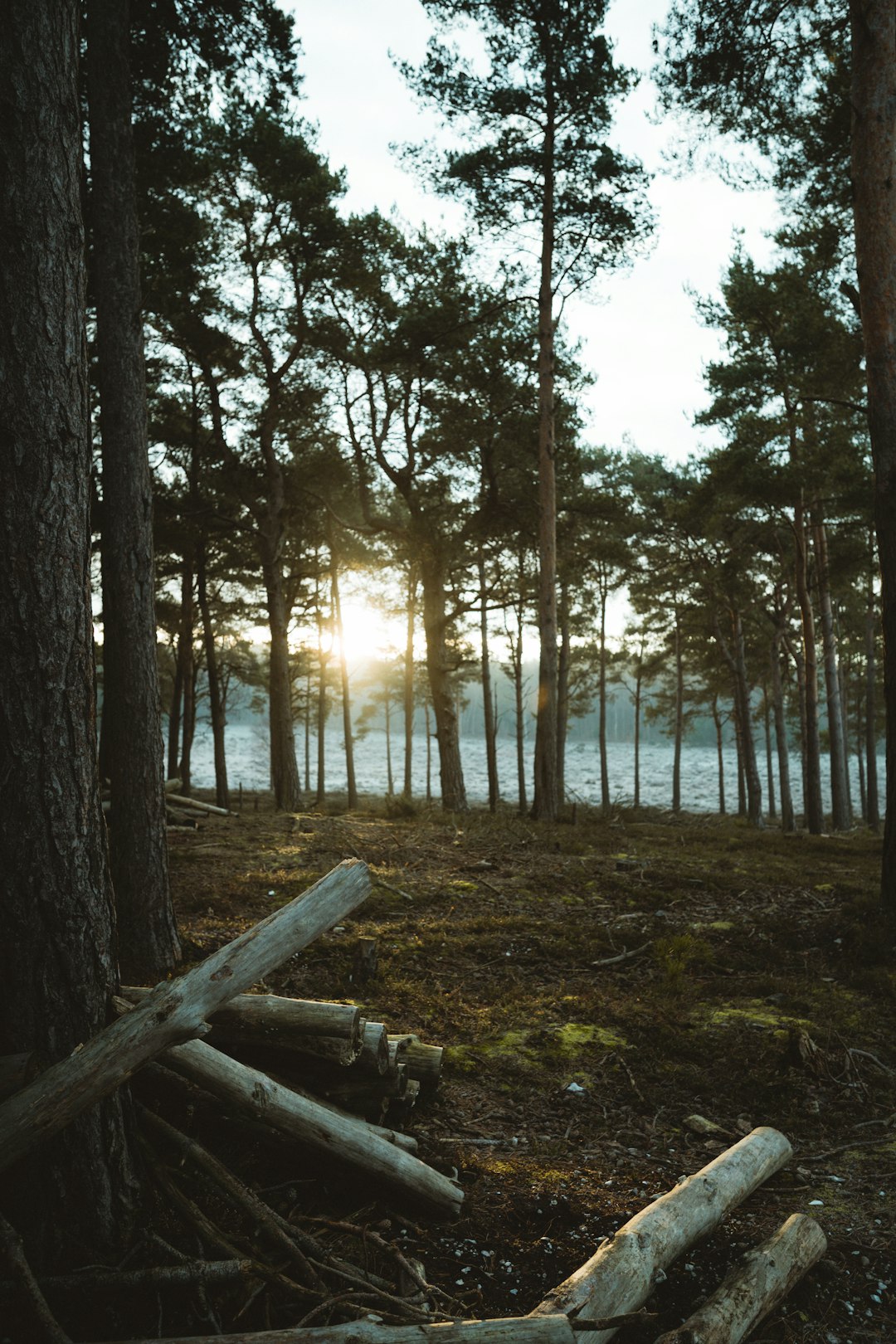 Forest photo spot New Forest National Park Southampton