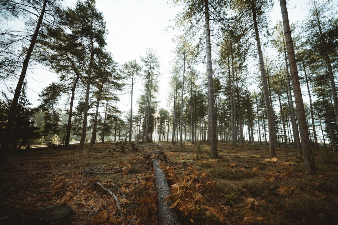 Forest photo spot New Forest National Park Exbury