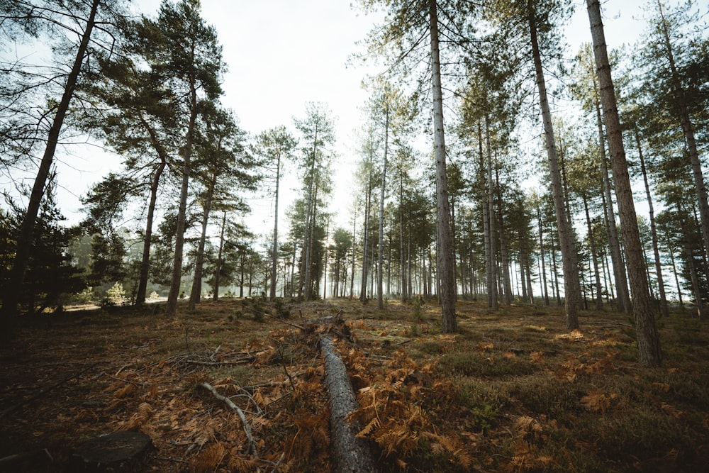 brown tree trunk on brown soil