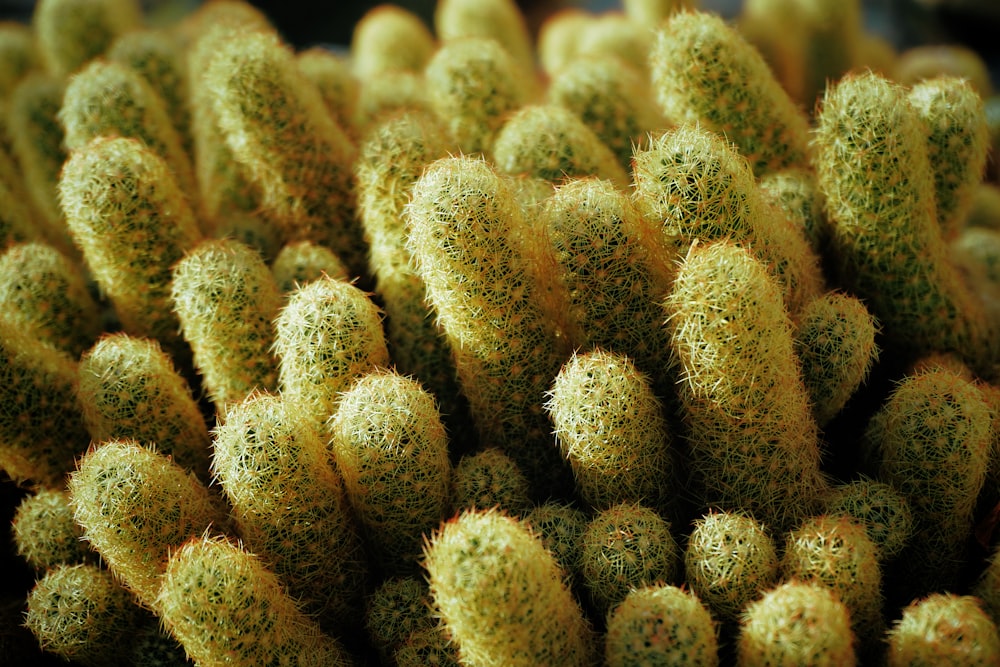 green cactus in close up photography