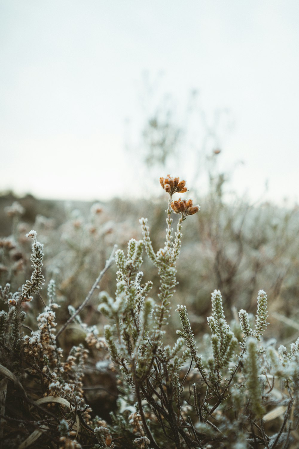 brown flower in tilt shift lens