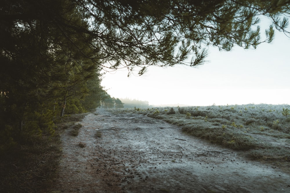 alberi verdi su sabbia grigia durante il giorno