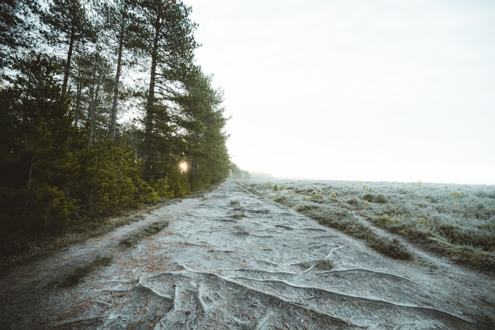 gray concrete road between green trees under white sky during daytime