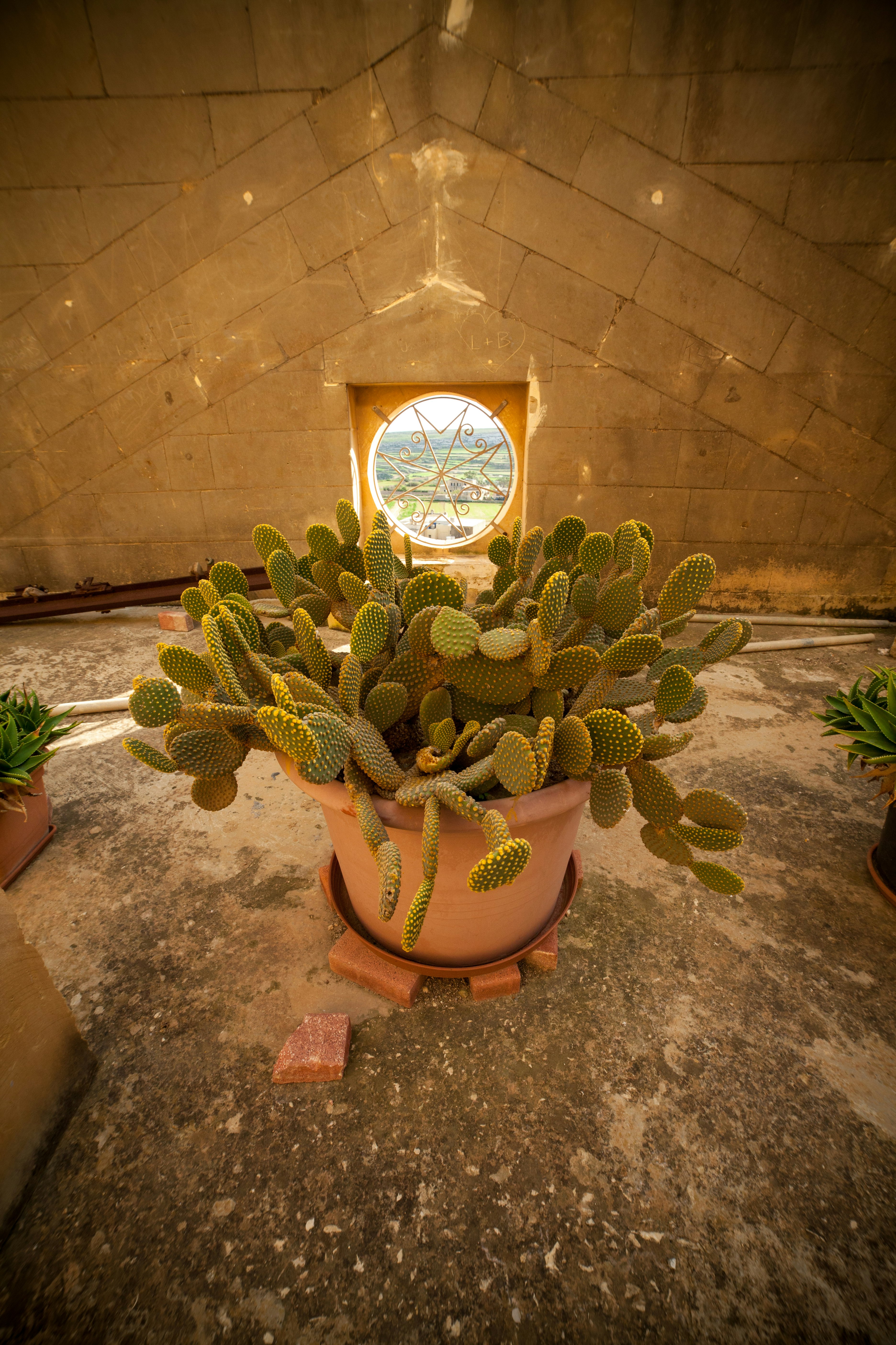 green cactus plant on brown clay pot