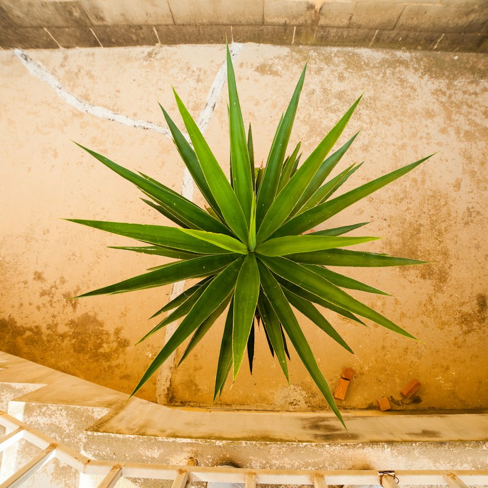 green plant on brown concrete pot